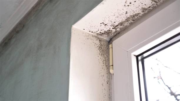 Best Professional Mold Removal  in Seymour, TX