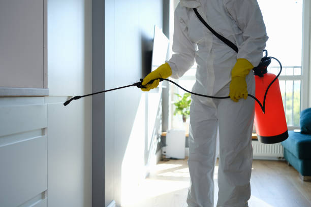 Trusted Seymour, TX Mold Removal Experts