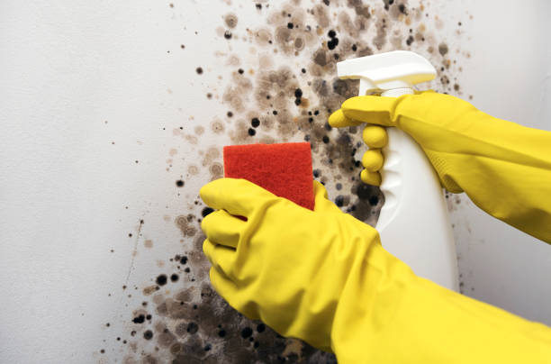 Mold Removal and Inspection in Seymour, TX