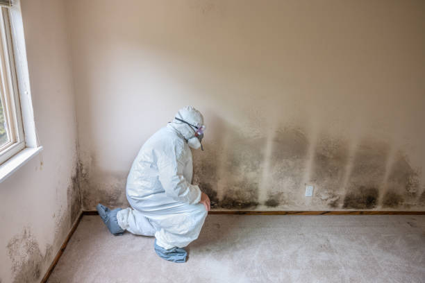 Best Best Mold Removal Companies  in Seymour, TX