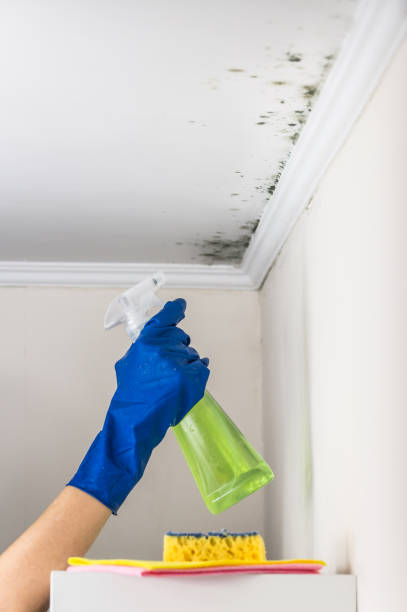 Best Office Mold Removal Services  in Seymour, TX